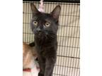 Adopt Draco23 a All Black Domestic Longhair (long coat) cat in Milwaukee