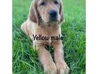 Yellow Collar