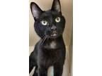 Adopt Ninja a Domestic Shorthair / Mixed cat in Silverdale, WA (39030191)