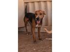 Adopt Jerome a Mixed Breed (Medium) / Mixed dog in San Tan Valley, AZ (38981506)