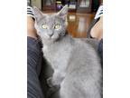 Adopt Jack (With Big Man) a Gray or Blue Domestic Shorthair / Mixed cat in