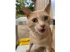 Adopt Junior a Orange or Red Domestic Shorthair / Mixed (short coat) cat in