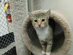 Adopt Hannah a Brown Tabby Domestic Shorthair (short coat) cat in Dunkirk