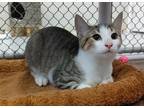 Adopt Mikey a Brown Tabby Domestic Shorthair (short coat) cat in Dunkirk