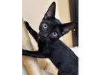 Adopt THEO a All Black Domestic Shorthair / Domestic Shorthair / Mixed cat in