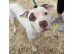 Adopt Oates a White - with Tan, Yellow or Fawn Mixed Breed (Large) / Mixed dog