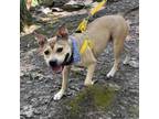 Adopt Mia a Tan/Yellow/Fawn Pit Bull Terrier / Mixed dog in Philadelphia