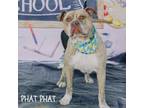 Adopt Phat Phat a Tan/Yellow/Fawn American Pit Bull Terrier / Mixed dog in