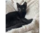 Adopt Mambo a All Black Domestic Shorthair / Mixed cat in Fort Lauderdale