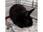 Adopt Buffy a American / Mixed rabbit in Chattanooga, TN (39044266)