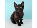 Adopt Cash a All Black Domestic Shorthair / Mixed (short coat) cat in