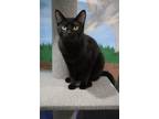 Adopt Pecan a All Black Domestic Shorthair / Mixed (short coat) cat in