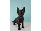 Adopt Johnny Bravo a All Black Domestic Shorthair / Mixed (short coat) cat in