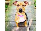 Adopt Zoe - Foster a Tan/Yellow/Fawn Mixed Breed (Medium) / Mixed dog in Walker