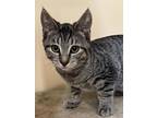 Adopt SPHINX a Gray or Blue Domestic Shorthair / Domestic Shorthair / Mixed cat