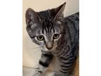 Adopt SADIE a Gray or Blue Domestic Shorthair / Domestic Shorthair / Mixed cat
