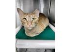 Adopt Shari a Orange or Red (Mostly) Domestic Shorthair / Mixed (short coat) cat