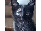 Adopt Stella a Tortoiseshell Domestic Shorthair / Mixed cat in SANTA ROSA BEACH