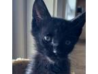 Adopt Luna a Tortoiseshell Domestic Shorthair / Mixed cat in SANTA ROSA BEACH