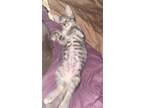 Adopt Ponch a Gray, Blue or Silver Tabby Domestic Shorthair / Mixed (short coat)