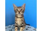 Adopt Lady Rainicorn a Brown or Chocolate Domestic Shorthair / Mixed cat in Los