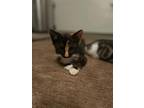 Adopt Penelope a Black (Mostly) Domestic Shorthair (short coat) cat in