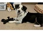 Adopt Cody a White - with Black Border Collie / Australian Cattle Dog / Mixed