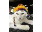 Adopt Mcflury a Domestic Shorthair (short coat) cat in Fort Walton Beach