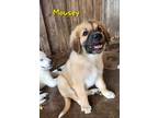 Adopt Mousey a Tan/Yellow/Fawn Great Pyrenees dog in oklahoma city