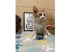 Adopt Jan a Orange or Red Domestic Shorthair / Domestic Shorthair / Mixed cat in
