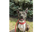 Adopt Odysseus a Brindle Mixed Breed (Medium) / Mixed dog in Cincinnati