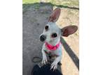 Adopt Bella a Tan/Yellow/Fawn Mixed Breed (Small) / Mixed dog in Oshkosh