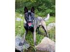 Adopt Sarge a Black Belgian Malinois / Mixed dog in Brooklyn, NY (39031651)