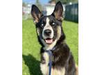 Adopt Roger a Black Husky / Mixed dog in Danville, PA (39071012)