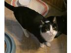 Adopt Oreo a Black & White or Tuxedo Domestic Shorthair / Mixed cat in Battle
