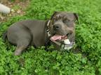 Adopt Okie a Gray/Silver/Salt & Pepper - with White American Pit Bull Terrier /