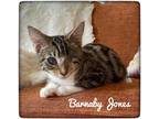 Adopt Barnaby Jones a Spotted Tabby/Leopard Spotted Domestic Shorthair (short