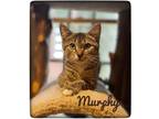 Adopt Murphy a Brown Tabby Domestic Shorthair (short coat) cat in Asheville