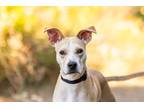 Adopt River a Shepherd (Unknown Type) / American Pit Bull Terrier / Mixed dog in