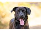 Adopt Darla a Labrador Retriever / Mixed dog in Escondido, CA (38929352)