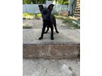 Adopt Oreo a Brown/Chocolate - with Black Labrador Retriever / Mixed dog in
