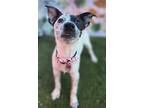 Adopt Pepper a Black - with White Australian Cattle Dog / Mixed dog in Phoenix