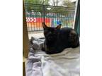Adopt Park Place a All Black Domestic Shorthair / Domestic Shorthair / Mixed cat