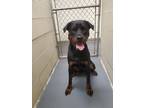 Adopt 2023-08-161 "Baloo a Rottweiler / Mixed dog in Winder, GA (39075826)