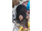 Adopt Sarah a Black Mouse / Mouse / Mixed small animal in Reisterstown