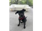 Adopt Ryder a Black American Pit Bull Terrier / Mixed dog in Key West