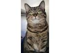Adopt Diardi a All Black Domestic Shorthair / Domestic Shorthair / Mixed cat in
