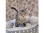 Adopt Raisin a Domestic Shorthair / Mixed (short coat) cat in Dickson