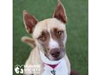 Adopt ROMEO a Tan/Yellow/Fawn - with White Akita / Mixed dog in Tucson