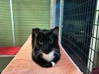 Adopt Bovi a Domestic Shorthair / Mixed (short coat) cat in Raleigh